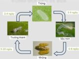 សត្វស្លាបវ៉ារលើដើមក្រូច – លក្ខណៈ សារៈសំខាន់ និងវិធីការពារ ដោយមានប្រសិទ្ធភាព