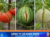 Cách xử lý hiện tượng nứt trái trên cà chua và dưa hiệu quả