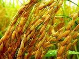 BỆNH LEM LÉP HẠT Ở LÚA: CÁCH PHÒNG TRÁNH MẤT TRẮNG KHI LÚA ĐÃ TRỔ
