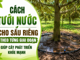 Cách tưới nước cho sầu riêng theo từng giai đoạn giúp cây phát triển khỏe mạnh
