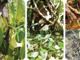 HỒ TIÊU – BỆNH CHẾT NHANH (THỐI RỄ DO PHYTOPHTHORA): DẤU HIỆU VÀ XỬ LÝ