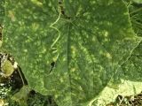ជំងឺសឺងម៉ាយ (Late Blight) – មូលហេតុ រោគសញ្ញា និងវិធីការពារដែលមានប្រសិទ្ធភាព