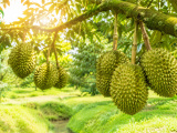 Bí Quyết Nuôi Trái Sầu Riêng Lớn Nhanh Tròn Trái Không Sượng Cơm