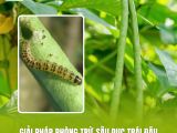 Giải Pháp Phòng Trừ Sâu Đục Trái Đậu Đũa Hiệu Quả, An Toàn