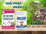 សត្វពង្រីកខ្មៅ បង្កការខូចខាតដល់ដើមទ durian – វិធីស្គាល់ និងការគ្រប់គ្រងមានប្រសិទ្ធភាព