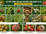 Kỹ thuật phòng trừ sâu ăn lá, bọ xít và rệp sáp hại nhãn, vải giai đoạn cận thu hoạch