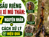 Sầu riêng bị xì mủ thân: 7 nguyên nhân và cách xử lý hiệu quả