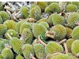 7 nguyên nhân khiến sầu riêng rụng trái non và cách khắc phục