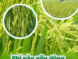 Khi Nào Nên Dùng Phân Bón Lá Cho Lúa Để Đạt Năng Suất Cao Nhất?