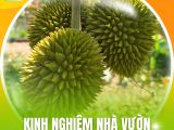 Kinh Nghiệm Nhà Vườn Chăm Trái Non Sầu Riêng Đều Và Đẹp
