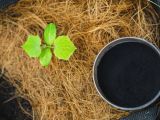 PHÂN HUMIC ĐỐI VỚI CÂY TRỒNG