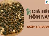 Giá tiêu hôm nay 04/04/2026: Biến động nhẹ và giải pháp phục hồi vườn tiêu cùng BMFE CORP