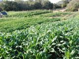 TRỒNG XEN, TRỒNG GỐI VỤ: TỐI ƯU DIỆN TÍCH – TĂNG THU NHẬP BỀN VỮNG CHO NHÀ NÔNG