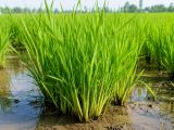 Cách giúp lúa đẻ nhánh mạnh, tăng số chồi hữu hiệu