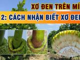 Cách Nhận Biết Mít Bị Sơ Đen – Triệu Chứng Và Dấu Hiệu Cần Lưu Ý