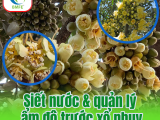 Siết Nước Và Quản Lý Ẩm Độ Trước Xổ Nhụy Sầu Riêng: Bí Quyết Đậu Trái Cực Cao