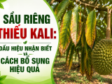 Sầu riêng thiếu Kali: Dấu hiệu nhận biết và cách bổ sung hiệu quả