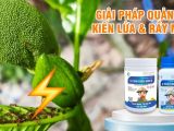 ហេតុអ្វីត្រូវតែគ្រប់គ្រងសត្វពង្រីងភ្លើងក្នុងសួន – យល់ឱ្យច្បាស់ដើម្បីការពារដំណាំ