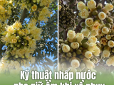 Kỹ Thuật Nhấp Nước Giữ Ẩm Khi Sầu Riêng Xổ Nhụy: Bí Quyết Đậu Trái Cực Cao