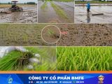 Cách xử lý lúa cỏ hiệu quả cho vụ Hè Thu từ khâu làm đất