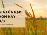 Giá lúa gạo hôm nay 8/3: IR 50404 tăng 100 đồng/kg