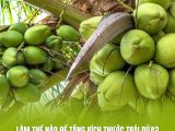 Làm Thế Nào Để Tăng Kích Thước Trái Dừa? Các Kỹ Thuật Chăm Sóc Đặc Biệt Nhà Vườn Cần Biết