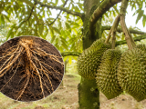 Cách kích rễ sầu riêng phục hồi cây xanh dày lá với BM ROOT