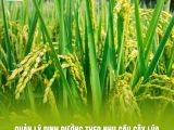 QUẢN LÝ DINH DƯỠNG THEO NHU CẦU: BÍ QUYẾT GIÚP CÂY LÚA KHỎE MẠNH, NĂNG SUẤT VƯỢT TRỘI