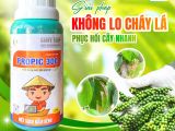 ដំណោះស្រាយការពារជំងឺស្លឹកឆេះលើដំណាំម្រេចកំពិច – ស្តារដំណាំឲ្យមានសុខភាពលឿនជាមួយ PROPIC 300