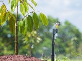 Phần 1: Chuẩn Bị Đất Trồng | Quy trình kỹ thuật trồng cây Sầu riêng ở giai đoạn kiến thiết cơ bản