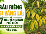 Sầu riêng bị vàng lá: 7 nguyên nhân phổ biến và cách khắc phục hiệu quả