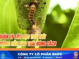 Quản Lý Sâu Đục Trái Mít: Chặn Đứng Tấn Công & Hướng Dẫn Bao Trái Đúng Cách