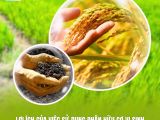 Lợi Ích Của Phân Hữu Cơ Vi Sinh Trong Canh Tác Lúa Bền Vững