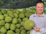 Cách xử lý dứt điểm bệnh vàng lá thối rễ sầu riêng từ câu chuyện thực tế của chú Năm