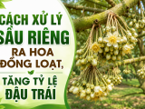 Cách xử lý sầu riêng ra hoa đồng loạt, tăng tỷ lệ đậu trái