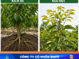 Quy trình kích rễ, kéo đọt sầu riêng đồng loạt giúp cơi đọt khỏe mạnh