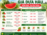 Giá Dưa Hấu Hôm Nay 26/05/2026 Tại Ruộng