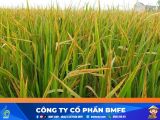 Lúa bị vàng lá: Nguyên nhân và cách xử lý hiệu quả