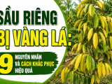 Sầu riêng bị vàng lá: 9 nguyên nhân và cách khắc phục hiệu quả