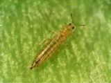 BỌ TRĨ (STENCHAETOTHRIPS BIFORMIS) HẠI LÚA: NHẬN DẠNG TRIỆU CHỨNG VÀ PHÒNG TRỪ
