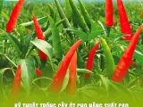 Kỹ thuật trồng cây ớt cho năng suất cao – Trái sai từ gốc đến ngọn