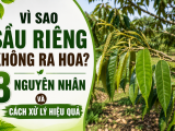 Vì sao sầu riêng không ra hoa? 8 nguyên nhân và cách xử lý hiệu quả