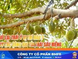 GIỮ LẠI TRÁI Ở VỊ TRÍ NÀO? QUY TẮC