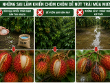 Cách hạn chế nứt trái, thối đầu trái chôm chôm mùa mưa hiệu quả