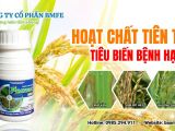 ជំងឺផ្សិតខ្មៅលើដំណាំស្រូវ (Ustilaginoidea virens) – មូលហេតុ រោគសញ្ញា និងវិធានការគ្រប់គ្រងសមាសភាព