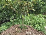 Phần 1: Chuẩn Bị Đất Trồng | Quy trình kỹ thuật trồng cây Sầu riêng ở giai đoạn kiến thiết cơ bản