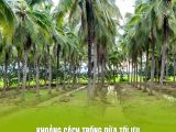 Khoảng cách trồng dừa tối ưu – Bí quyết giúp cây nhận đủ ánh sáng, tăng năng suất bền vững