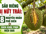 Sầu riêng bị nứt trái: 8 nguyên nhân và cách khắc phục hiệu quả