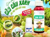 ដំណោះស្រាយបំបាត់សត្វល្អិតខៀវលើដើមស្វាយ – ផលិតផលផ្សំ BM 600 និង Thắm Sâu BMFE