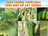 Triệu Chứng Thiếu Kali Trên Cây Trồng – Nguyên Nhân, Dấu Hiệu và Cách Khắc Phục